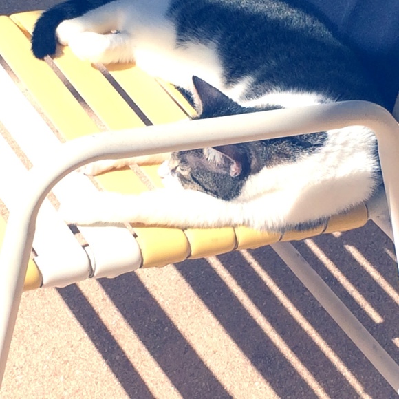 Meet your Posher, Mandy - Picture 1 of 1